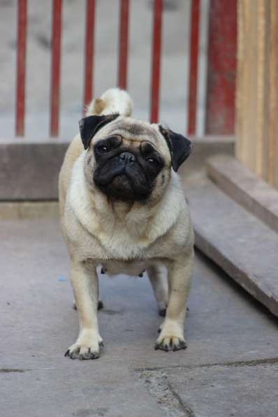 Щенки Мопса в Новосибирске фото 17