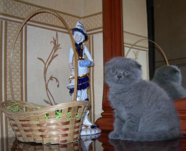 Вислоухий котенок в Улан-Удэ фото 5