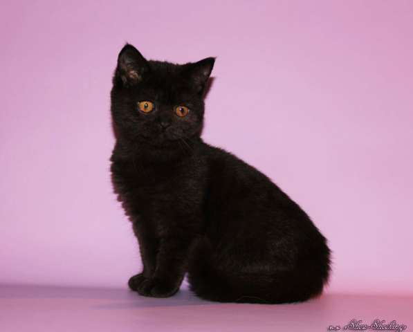 Британские котята, окрас голубой, черный в Самаре фото 5