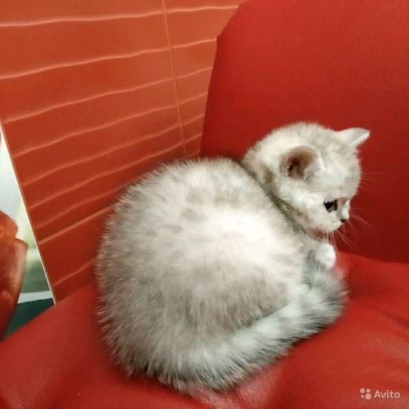 Шотландская серебряная девочка в Симферополе фото 6