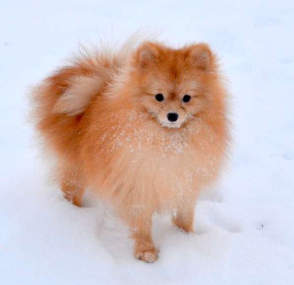 Продам молодого шпица (12 месяцев) в Санкт-Петербурге фото 4