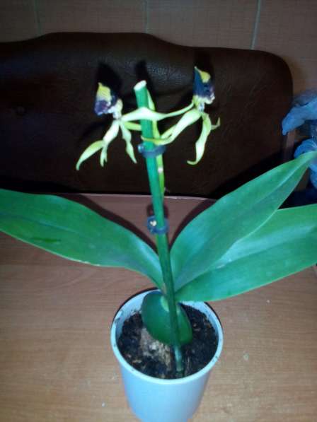В наличии орхидеи цветущие и не цветущие в фото 20