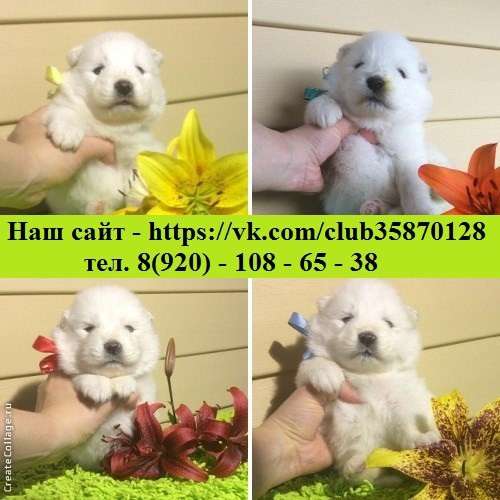 Щеночки самоедской лайки белоснежные очаровашки в Рязани