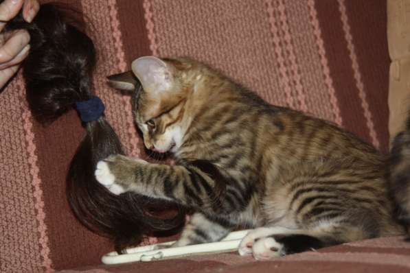 Котенок Курильского бобтейла в Нижневартовске фото 9