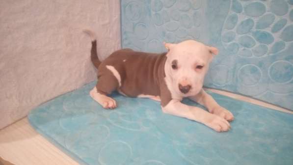 Красотка Амстаффа голубого окраса 3 месяца ркф в Москве фото 8