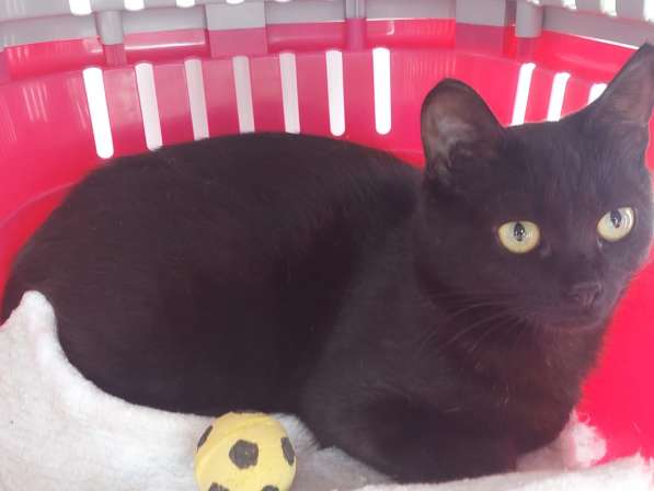 Кошка Чёрная Мамба ищет дом в Химках фото 6