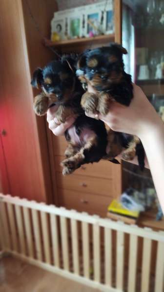 Продам щенков мини йоркширский терьер в фото 7