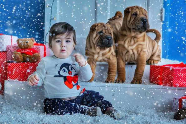 Щенки шар пея в Краснодаре фото 18