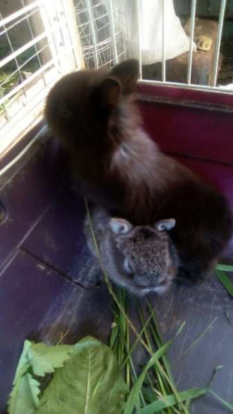 Продаются декоративные кролики в Уфе фото 7