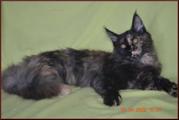 Роскошный черный котик мейн-кун из питомника в Астрахани фото 57