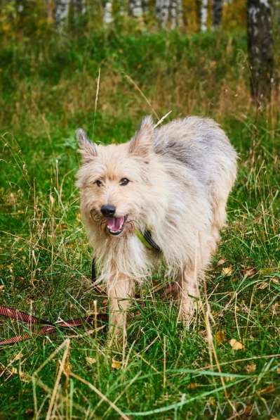 Трогательный Чарлик ищет дом в Москве фото 24