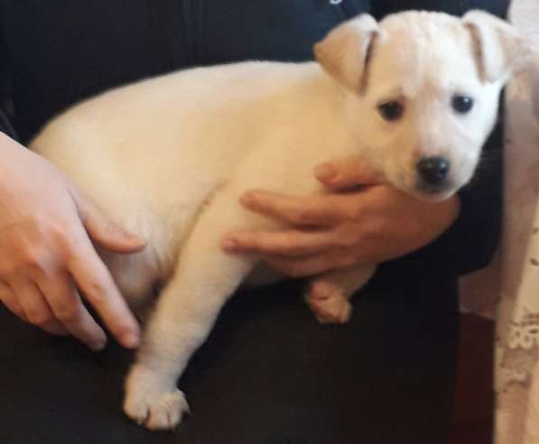 Щенка в добрые руки в Москве фото 10