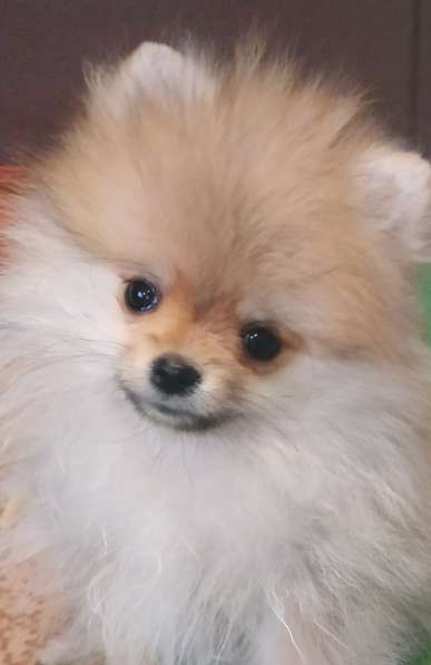 Маленькие живые мишки девочки 3месяца в фото 22