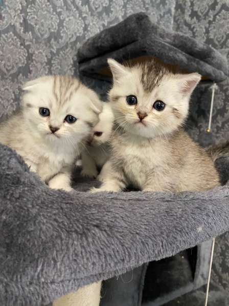 Добрый день друзья. Я продаю замечательных котят в фото 18