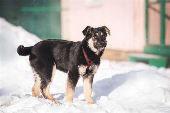 Добрый парень Роберт в добрые руки в Москве фото 17