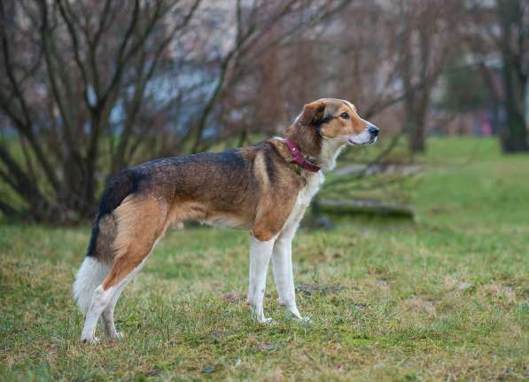 Джим - добропорядочный пёс ищет семью/ в Санкт-Петербурге фото 11