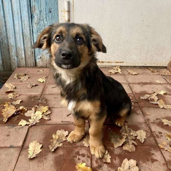 Коротколапые щенки в добрые руки в Москве фото 16