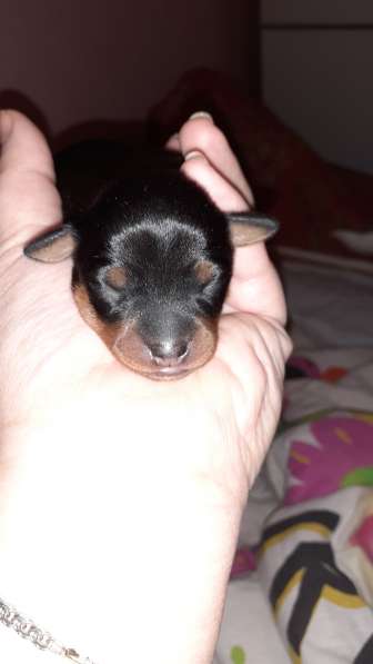 Той терьер щенки в Москве фото 8