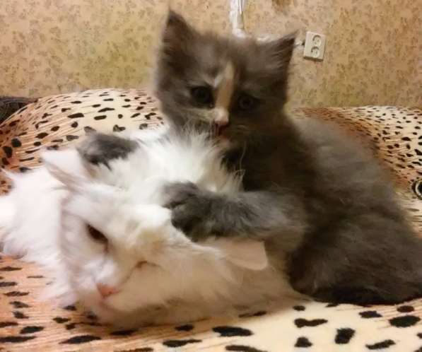 Продам пушистую красавицу с серебристым подшерстком в Санкт-Петербурге фото 9