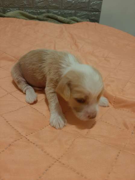 Продам щенков в фото 14