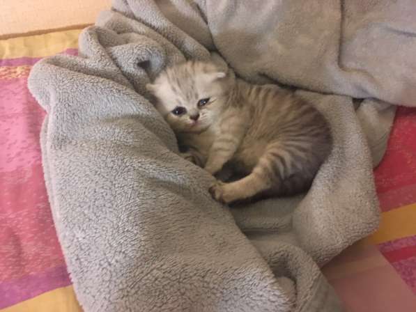 Котята Вислоухие Шотландские в Москве фото 9