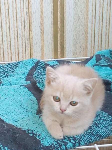 Продам шотландского котёнка в Челябинске фото 3