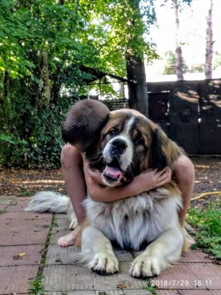 Щенки Московской сторожевой в Москве