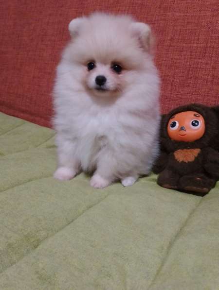 Pomeranian spitz. Cream boy