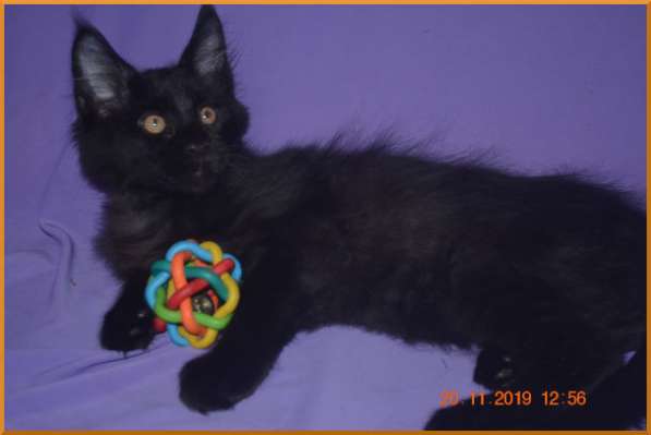 Великолепные котята мейн-кун из питомника в Волгограде фото 222