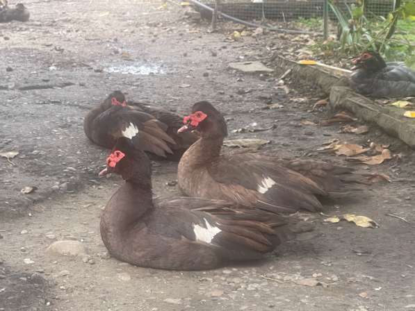 Мускусные утки тяжелой линии в Москве фото 5