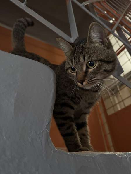 Кот в Казани