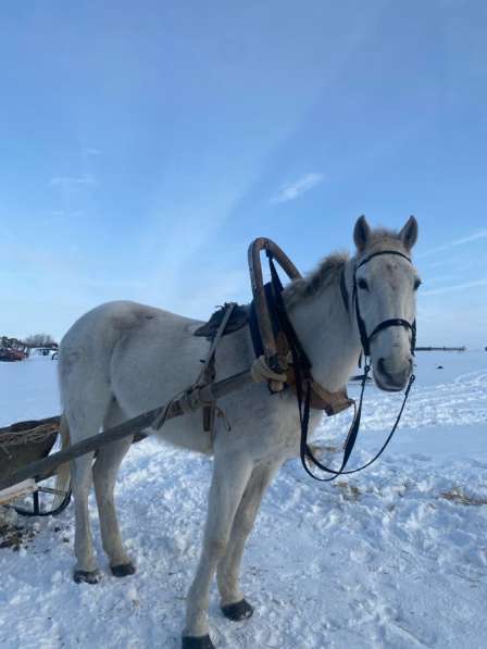 Продам кобылу