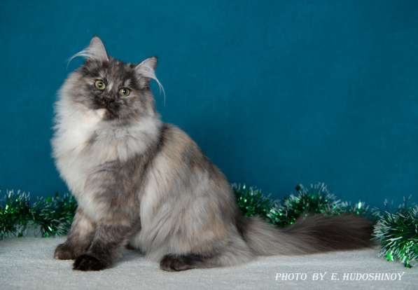 Сибиркие котята в Зеленограде