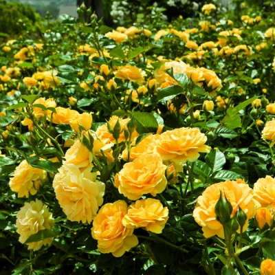 Розы оригинальные в наличии и прочее в Ярославле фото 8