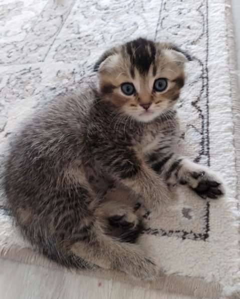 Котята в Мытищи фото 3