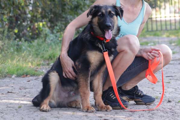 Щенок-подросток Вилли в добрые руки в Москве фото 12