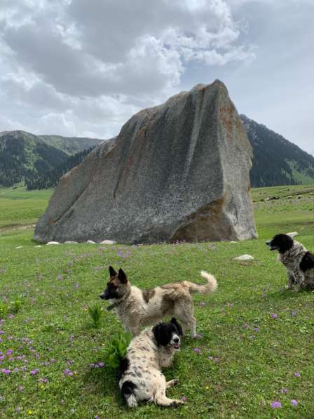 Горный отель "Алаколь - Жыргалан". Кумысолечение на джайлоо в фото 6