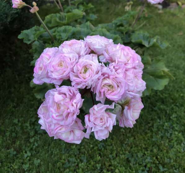 Сортовая пеларгония