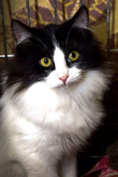 Отдам даром Ждет чудес пушистая малышка Фиста в Санкт-Петербурге фото 4