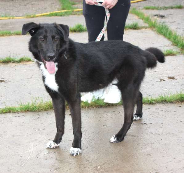 Собака-компаньон Туман мечтает о семье и доме!!! в Москве фото 4