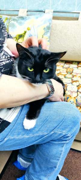 Кошечка Ромашка в добрые руки в Москве фото 10