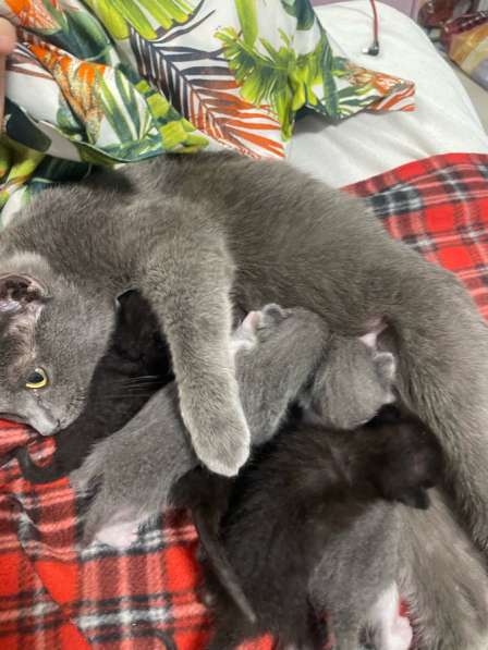 Отдам бесплатно котенка в Щелково