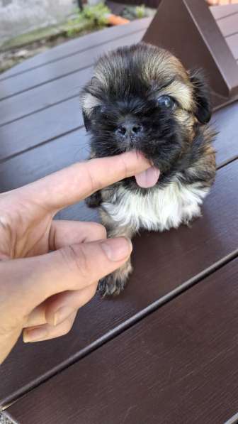 Чистокровные щенки Ши-Тцу в фото 17