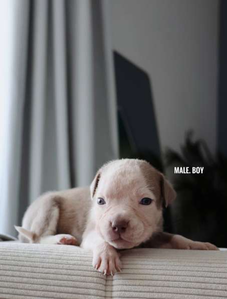 American bully Standart в фото 4