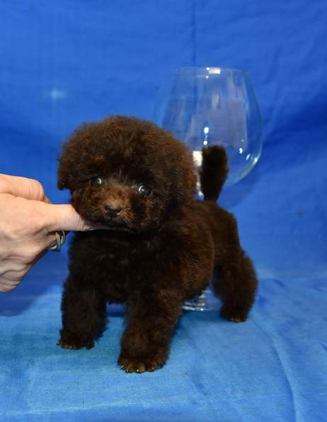 Пуделя щенок той коричневая девочка ВЭНДИ в Москве фото 4