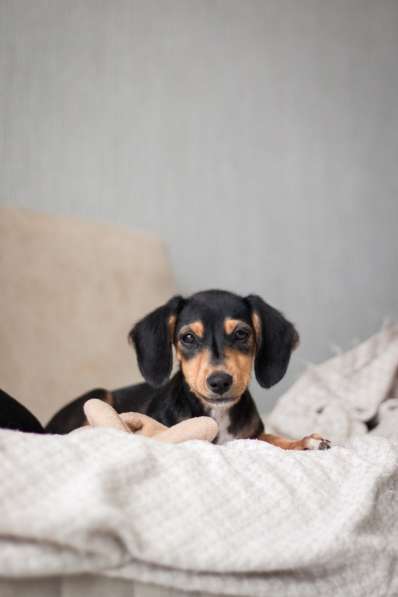 Очаровательная девочка Зиппи готова к переезду в новый дом в Санкт-Петербурге фото 6