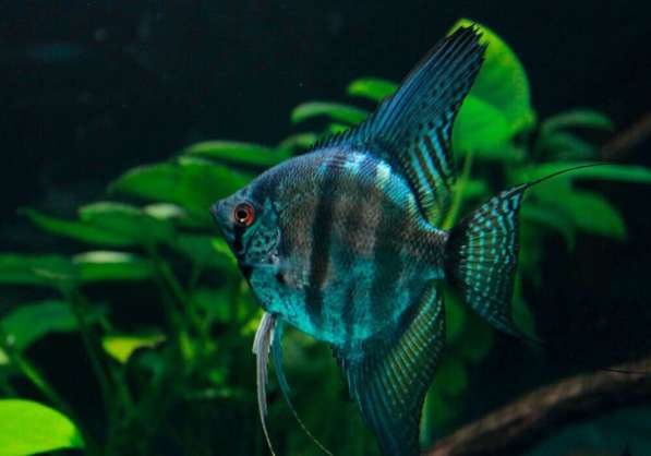 Аквариумные растения и редкие Скалярии в Санкт-Петербурге фото 6