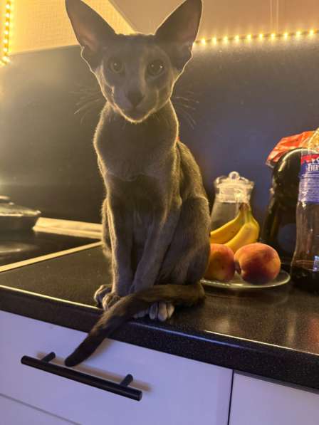 Кот для Вязки