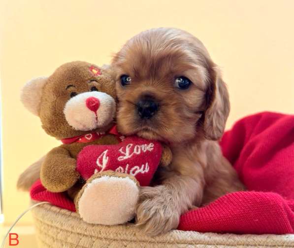 Щенки кавалер Кинг Чарльз спаниель в Москве фото 8