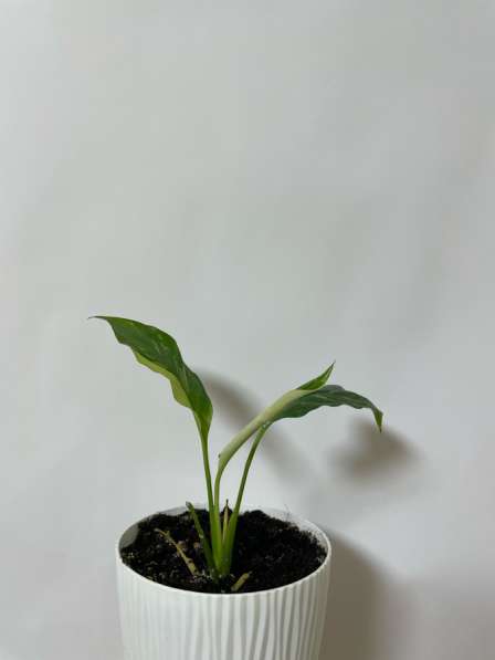 Цветок Спатифиллум «Домино» (женское счастье) в Чайковском фото 4